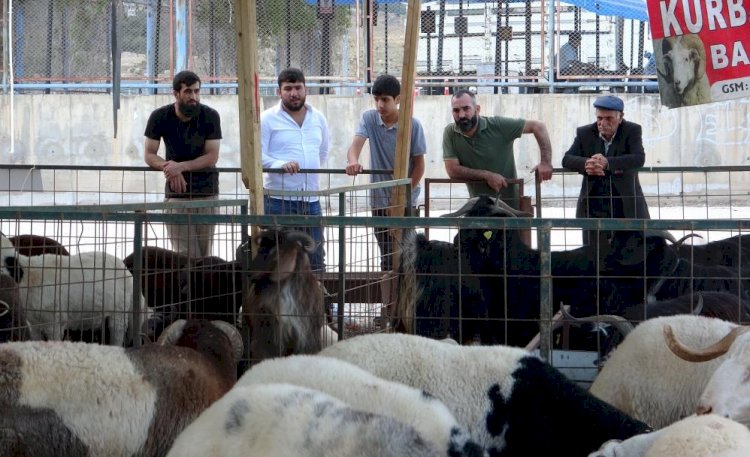 Bayram yaklaştı, kurban pazarında kıran kırana pazarlık başladı