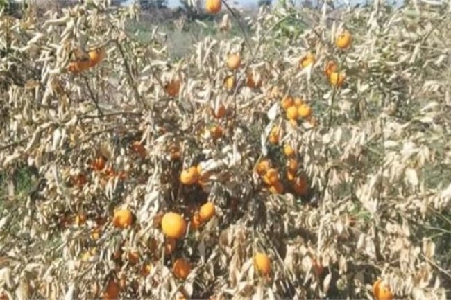 Zirai Don Tehlikesi Uyarısı