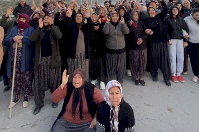 Mersin'de ormanlık alana ekili narenciye bahçelerinin kaldırılması kararına tepki