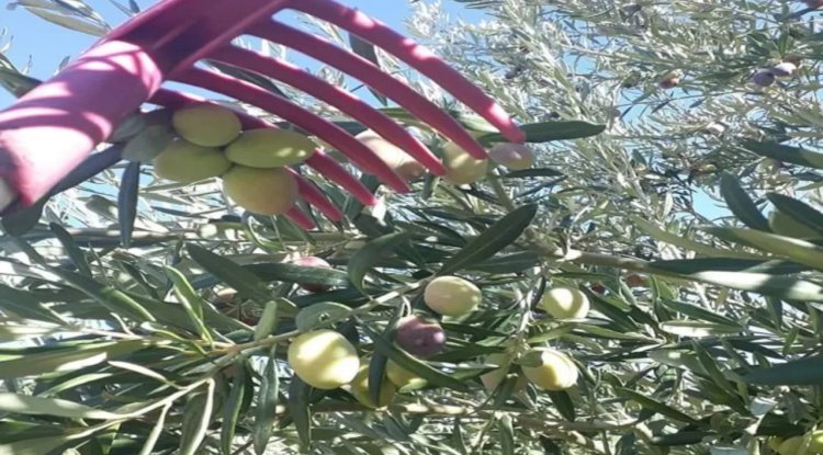 MUT'TA ZEYTİN HASADI BAŞLADI