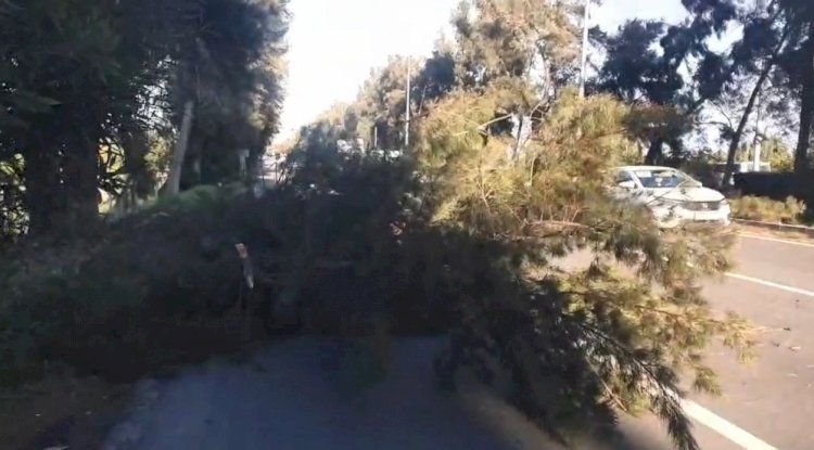 Şiddetli Rüzgâr Erdemli’de Ağacı Yola Devirdi: Ulaşım Kontrollü Sağlandı