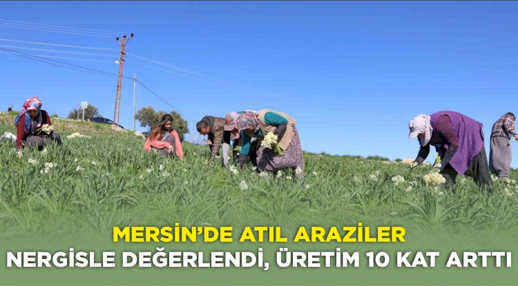 Mersin’de atıl araziler nergisle değerlendi, üretim 10 kat arttı