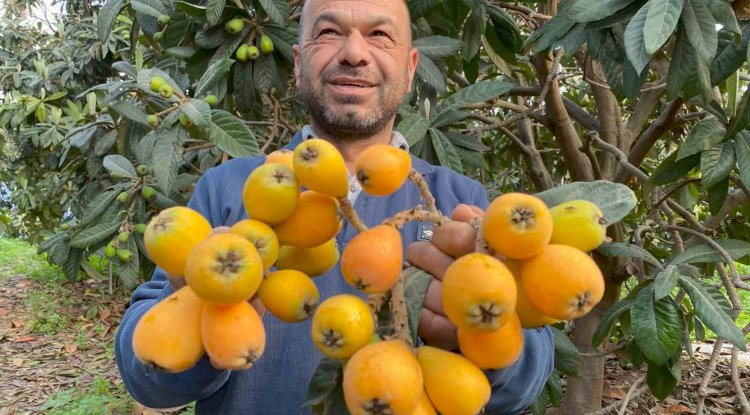 Bereketli Toprakların Hediyesi, Türkiye Çiçeği Beklerken Erdemli Meyve Topladı