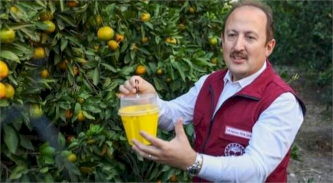 “AKDENİZ MEYVE SİNEĞİNE KARŞI MÜCADELEDE BAŞARILI SONUÇLAR ELDE ETTİK.”