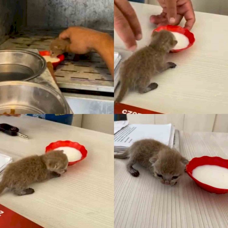 En mutlu günlerinde evleri yakılmıştı: Enkazdan 6 gün sonra yavru kedi çıktı