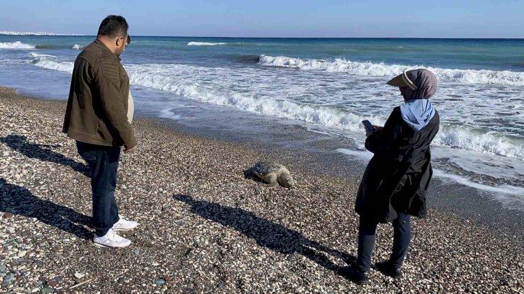 Erdemli’de Son 2 Günde 2 Caretta Caretta Kıyıya Telef Vurdu