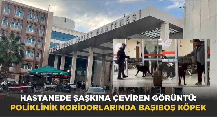 Hastanede Şaşkına Çeviren Görüntü: Poliklinik Koridorlarında Başıboş Köpek