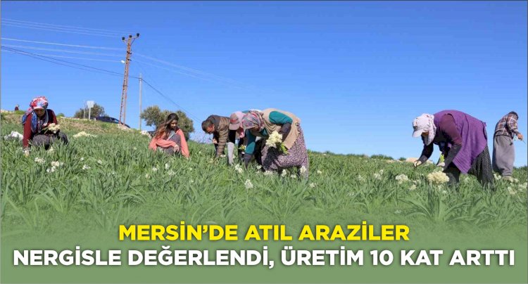 Mersin’de atıl araziler nergisle değerlendi, üretim 10 kat arttı