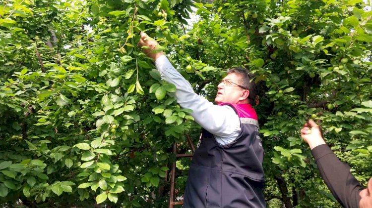 Mut’ta örtü altı erik hasadı başladı