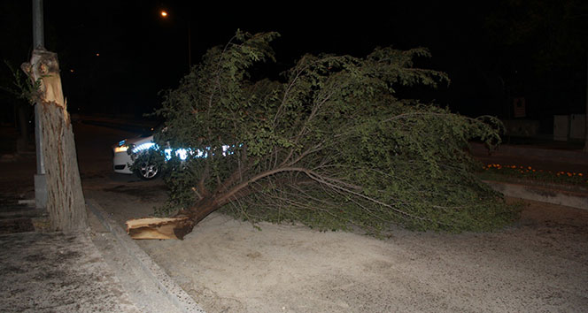 Erzincan’da etkili olan şiddetli rüzgar ağaçları yerinden söktü