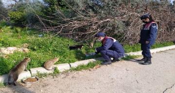Jandarma ekipleri, kısıtlamada sokak hayvanlarını unutmuyor