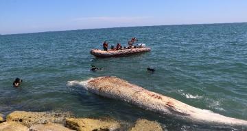 Dünyanın en büyük ikinci balinası, Mersin’de karaya vurdu