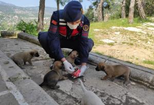 Jandarma ‘tam kapanma’ sürecinde sokak hayvanlarını unutmadı