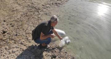 Mersin’deki su kaynaklarına 200 bin adet yavru sazan bırakıldı