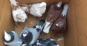 Mersin Barosu, kuş pazarındaki hak ihlalleri için harekete geçti