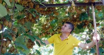 “Burada kivi yetişmez” dediler, şimdi Ukrayna’ya ihraç ediyor