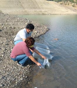 Mersin'deki su kaynaklarına 200 bin adet yavru sazan bırakıldı