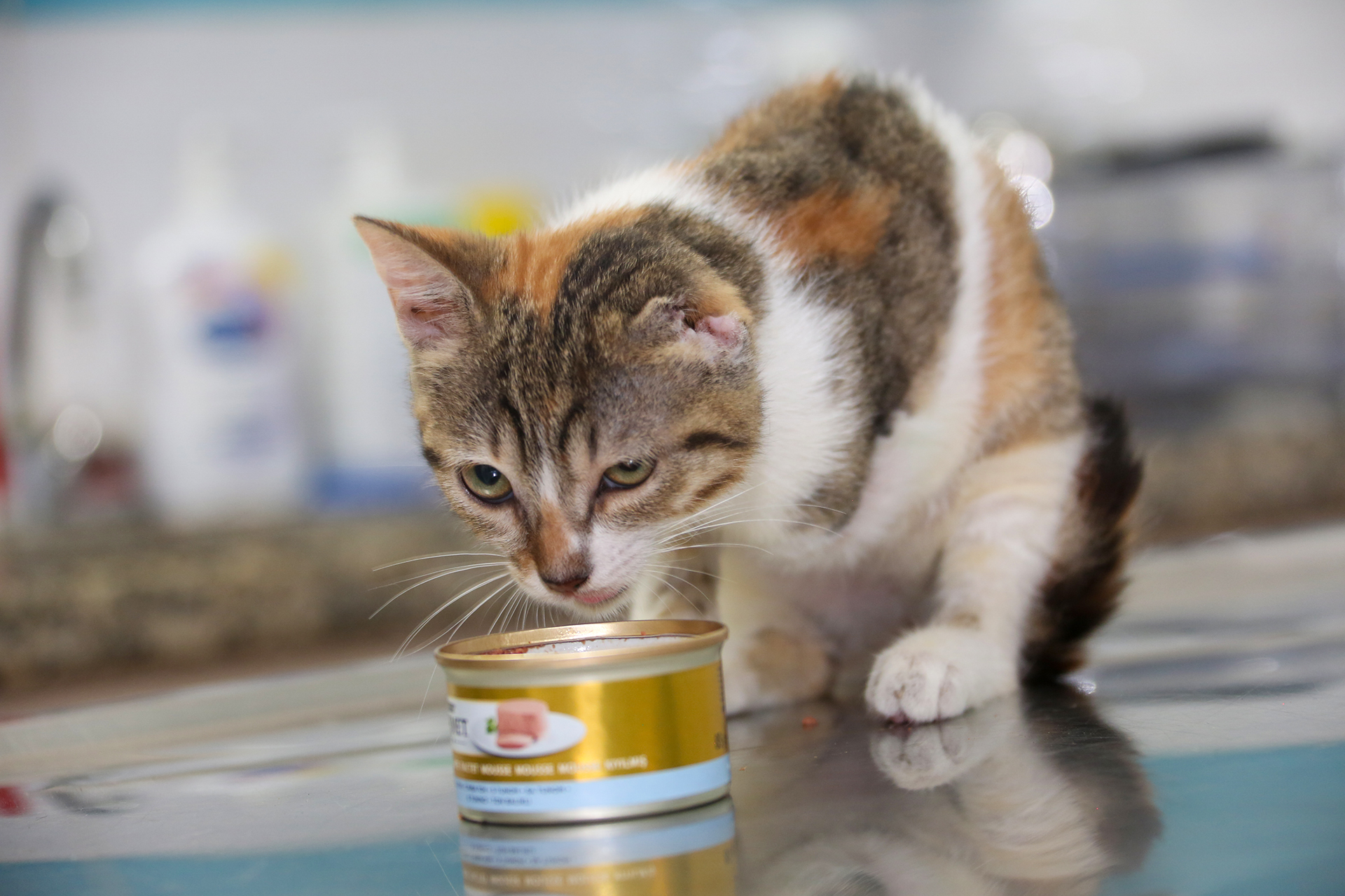 “Ayağı ve Kulağı Kopan Kedi, Erdemli Belediyesi’nin Duyarlılığıyla Hayata Tutundu”