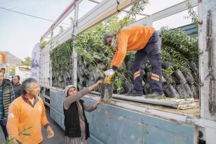 Mersin Büyükşehir Belediyesinden üreticiye badem fidanı desteği