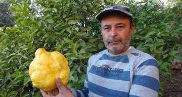Türkiye’nin en büyük limonu 2 kilo 40 gram